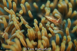 Dive number 1 after sitting in a bus for 3 hours! Lots of... by Tom Rutherford 